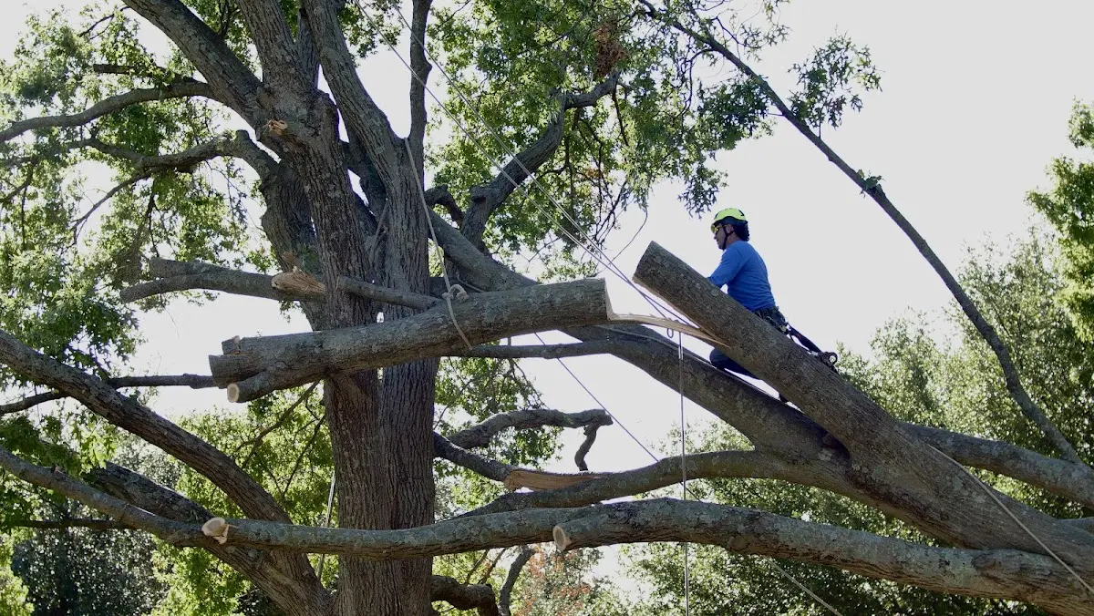 Professional Hazardous Tree Removal performed by certified arborists in Gable