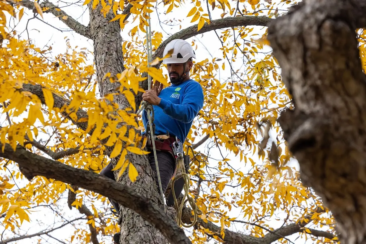 Skilled Tree Transplanting crew working in Gable